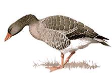 Goose 