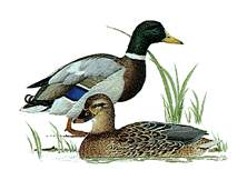 Ducks