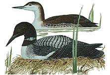 Ducks
