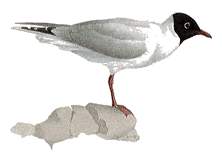 Sea Gull