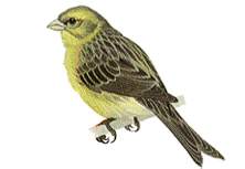 Sparrow 