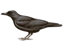 Crow 