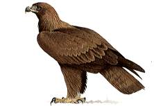 Falcon 