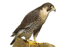 Eagle 