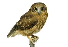 Owl 