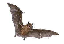 Bat