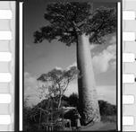 baobab