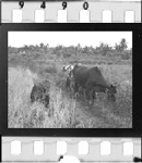 Zebu