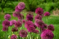 And Flowers Appeared