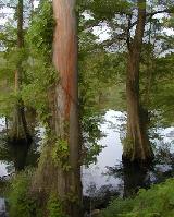 cypresses near Big Creek