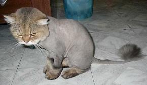 Kitty Cut