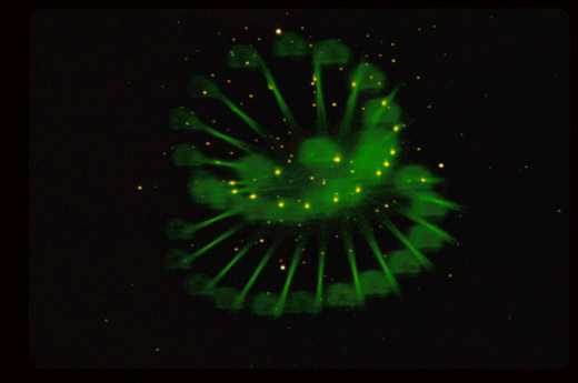 Csendes est�li ragadoz� teleport.