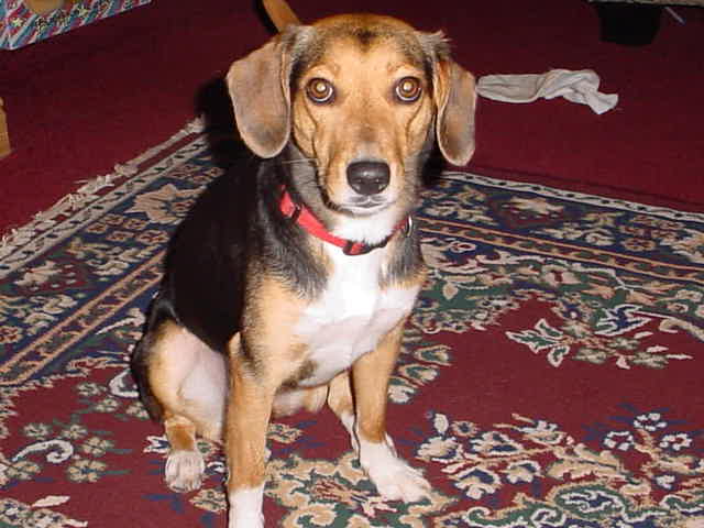 My first born canine baby
