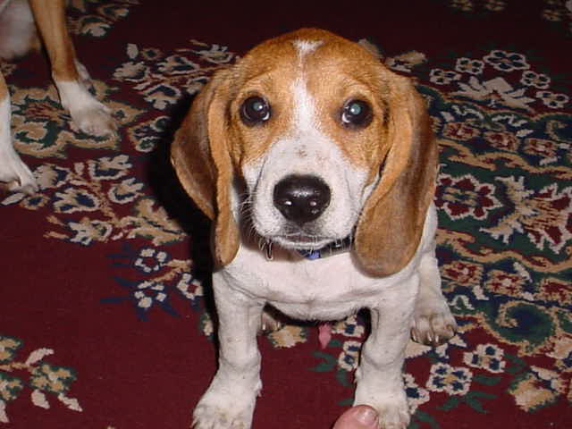 My second born canine baby