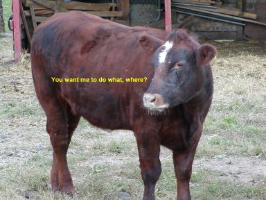 cow patty bingo 2001