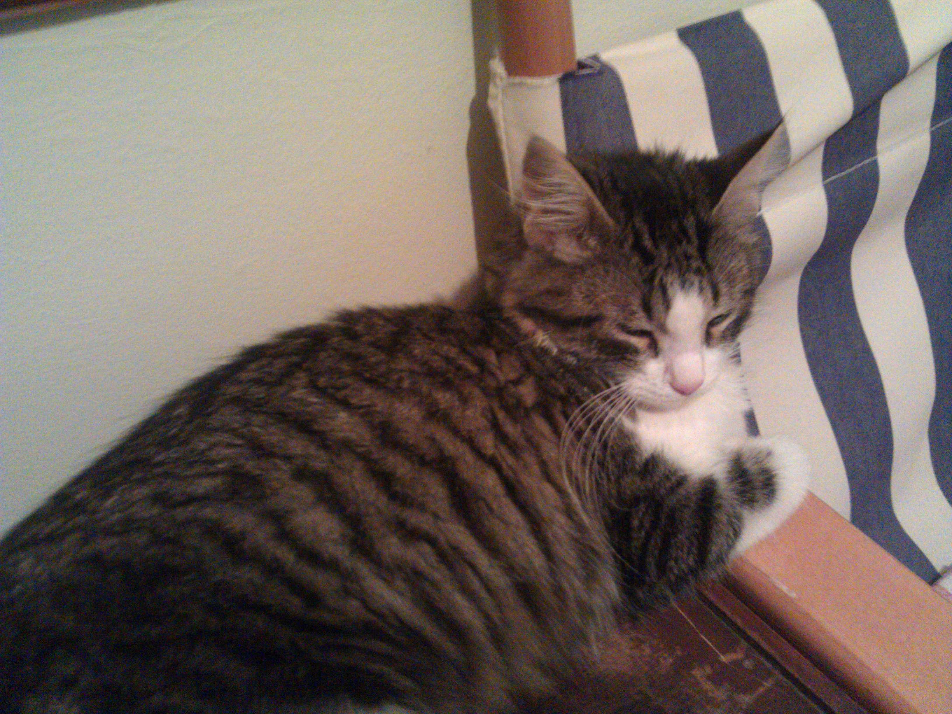 Jarvies the hacker cat