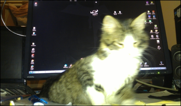 Contact Jarvies the hacker cat, jarvies is a wonderful cat, here you will find his news stuff and and all his wonderful photos and bio! cat Jarvies(Nyo)hacker cat