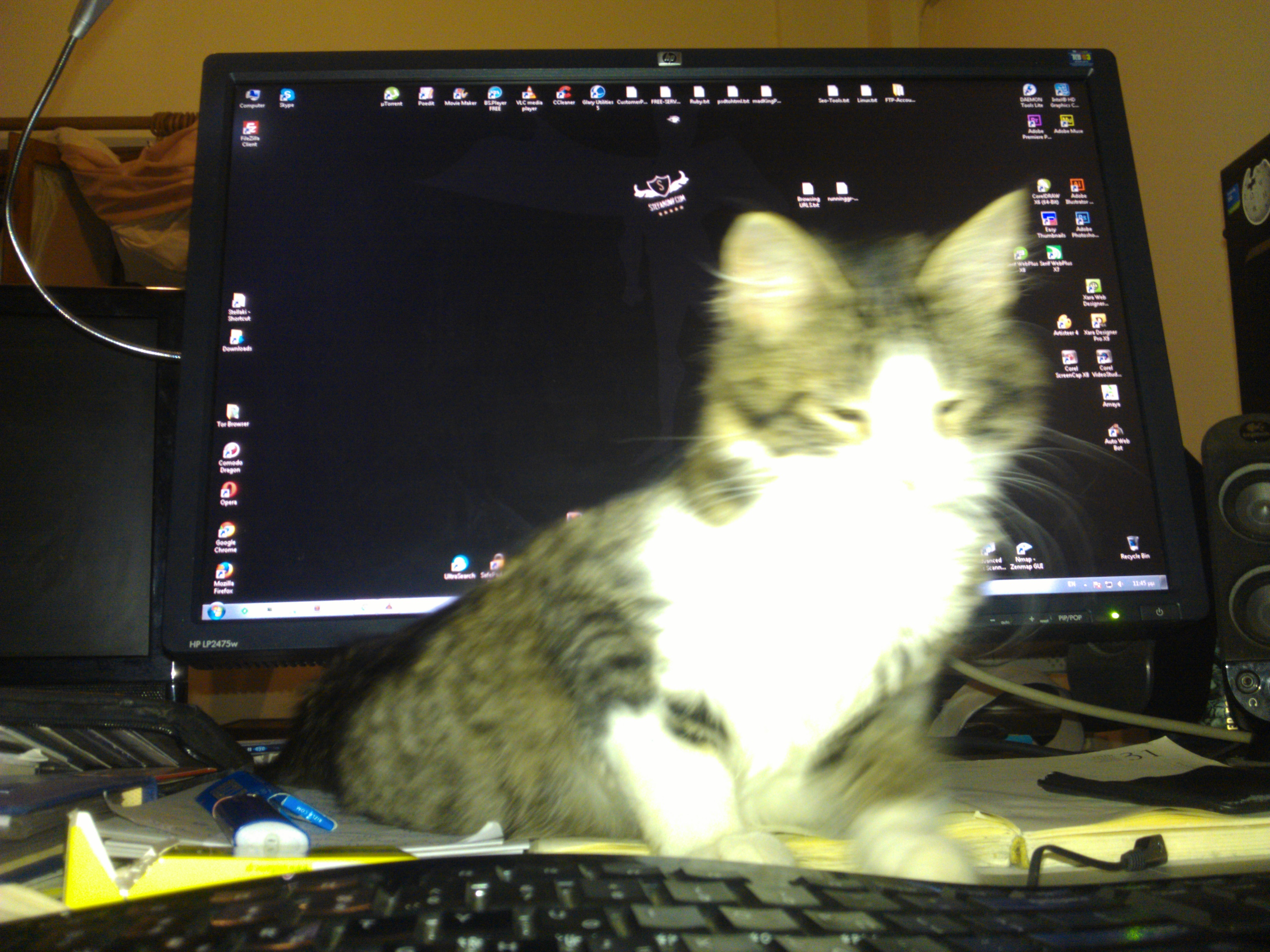 Jarvies the hacker cat