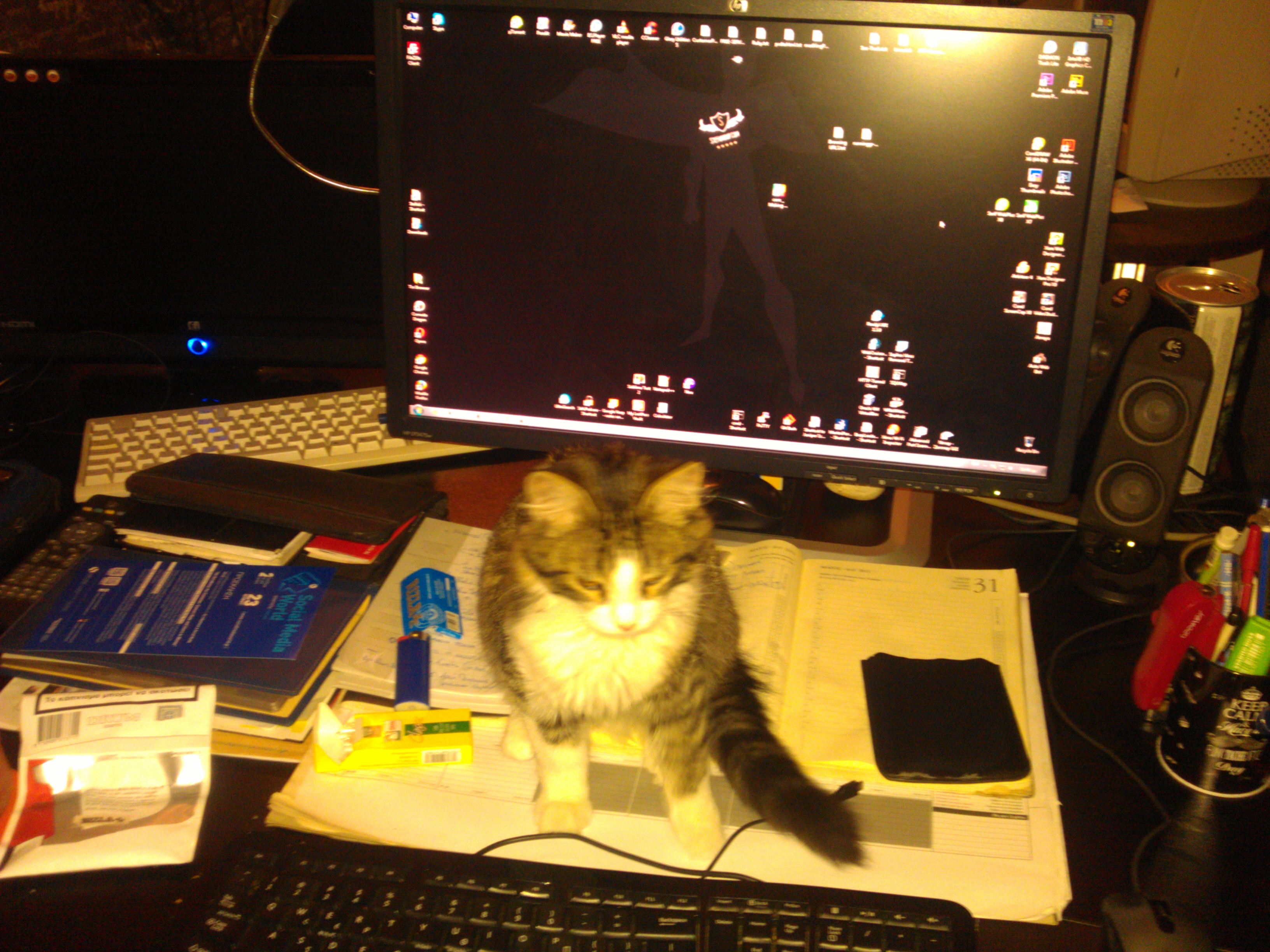 Jarvies the hacker cat