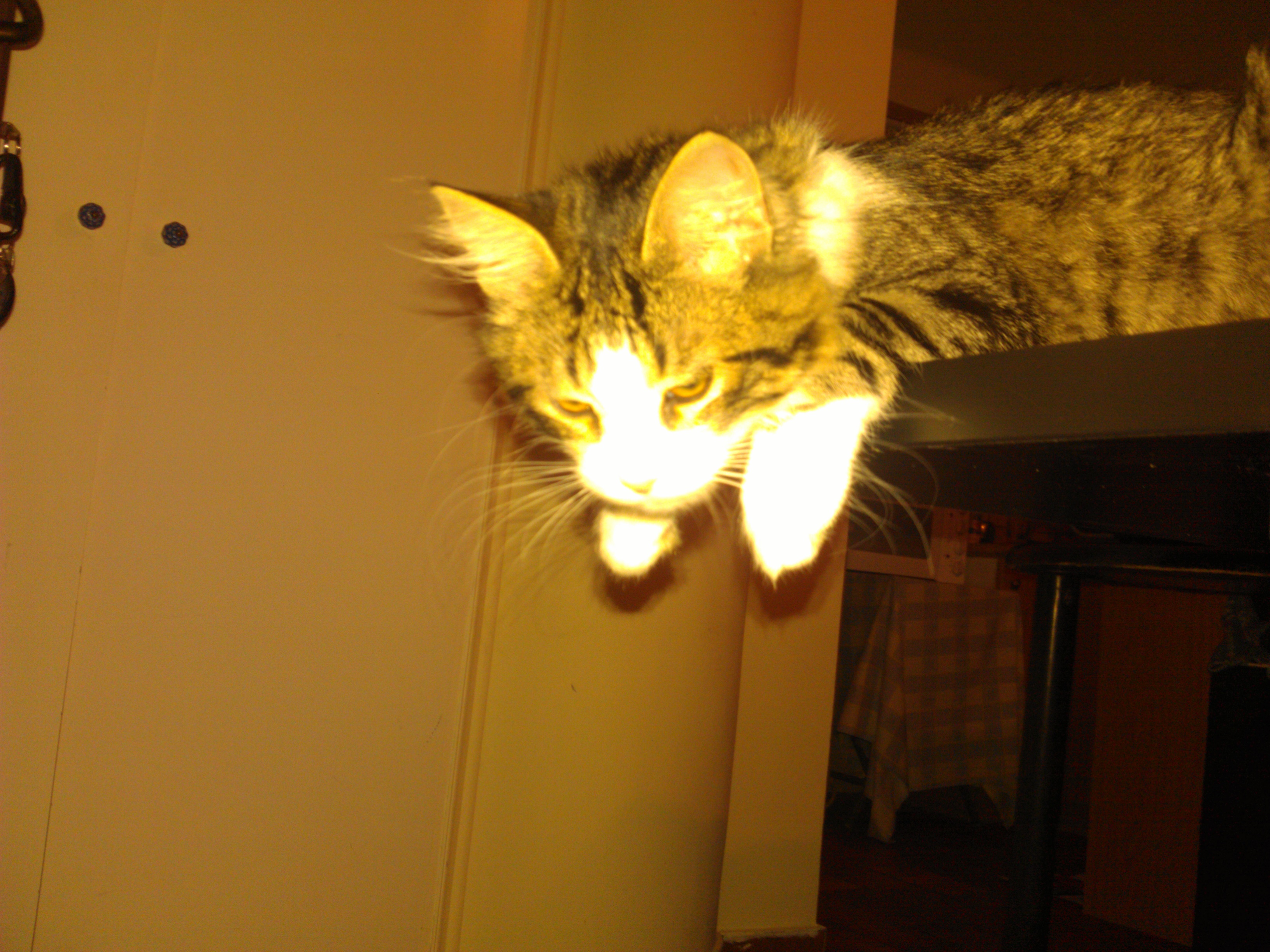 Jarvies the hacker cat