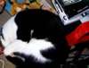 My headless cat