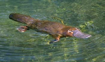 When talking of God's strange ways, Don't forget the duck-billed platypus!