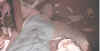 pennychick.JPG (10907 bytes)
