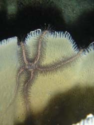 Brittle Star