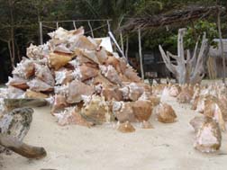 Conchs