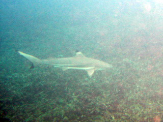 Black tip reef shark