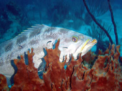 Grouper