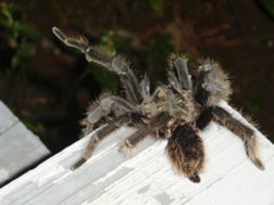 My tarantula porch friend.