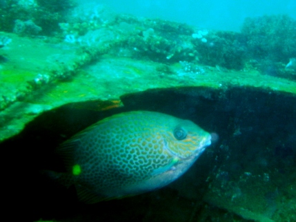 Rabbitfish