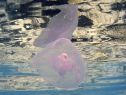 Moon jellyfish