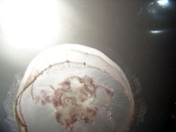 Moon jelly