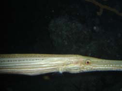 Trumpet fish