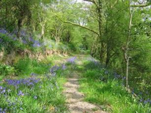 Bluebell Wood