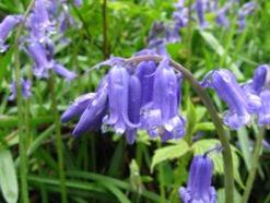Bluebells