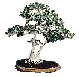 Bonsai
