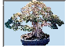 Bonsai