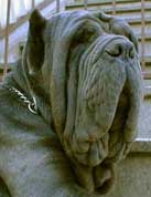 Allevamento
dei Due Briganti - Mastino Napoletano e Basset Hound