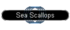 Sea Scallops