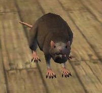 a rat on a boat