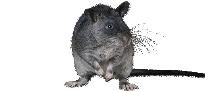A spinning rat picture