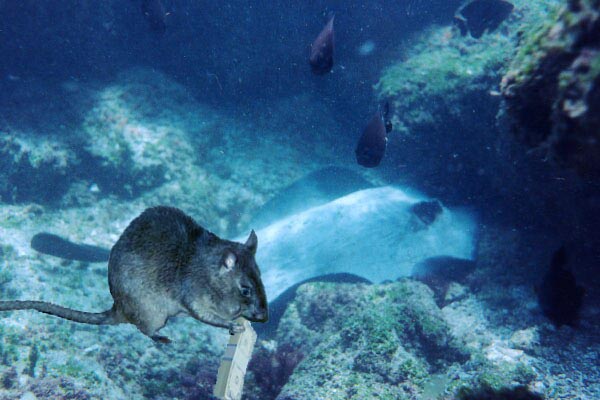 a rat giving a stingray money