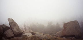 harznebel