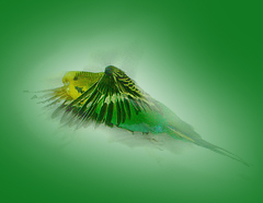 Marta Nowicki .:green angel:.