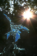 die blaue blume der romantik