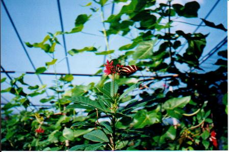 butterfly.jpg