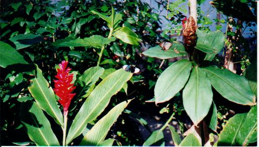 butterfly10.jpg